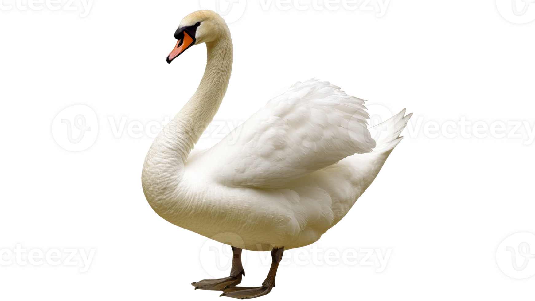 Elegant white swan standing gracefully on shore png