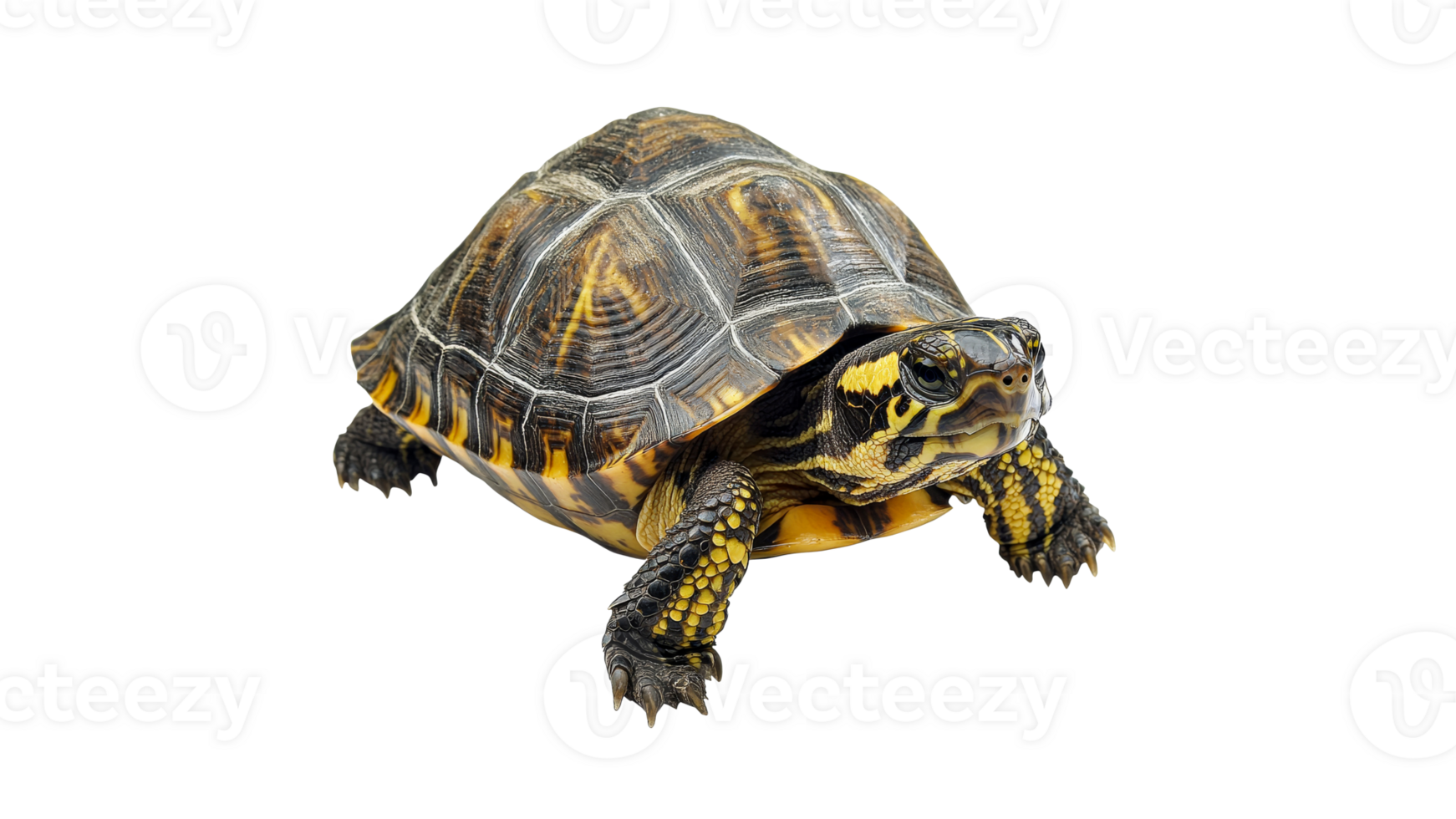 Turtle walking on a transparent background png