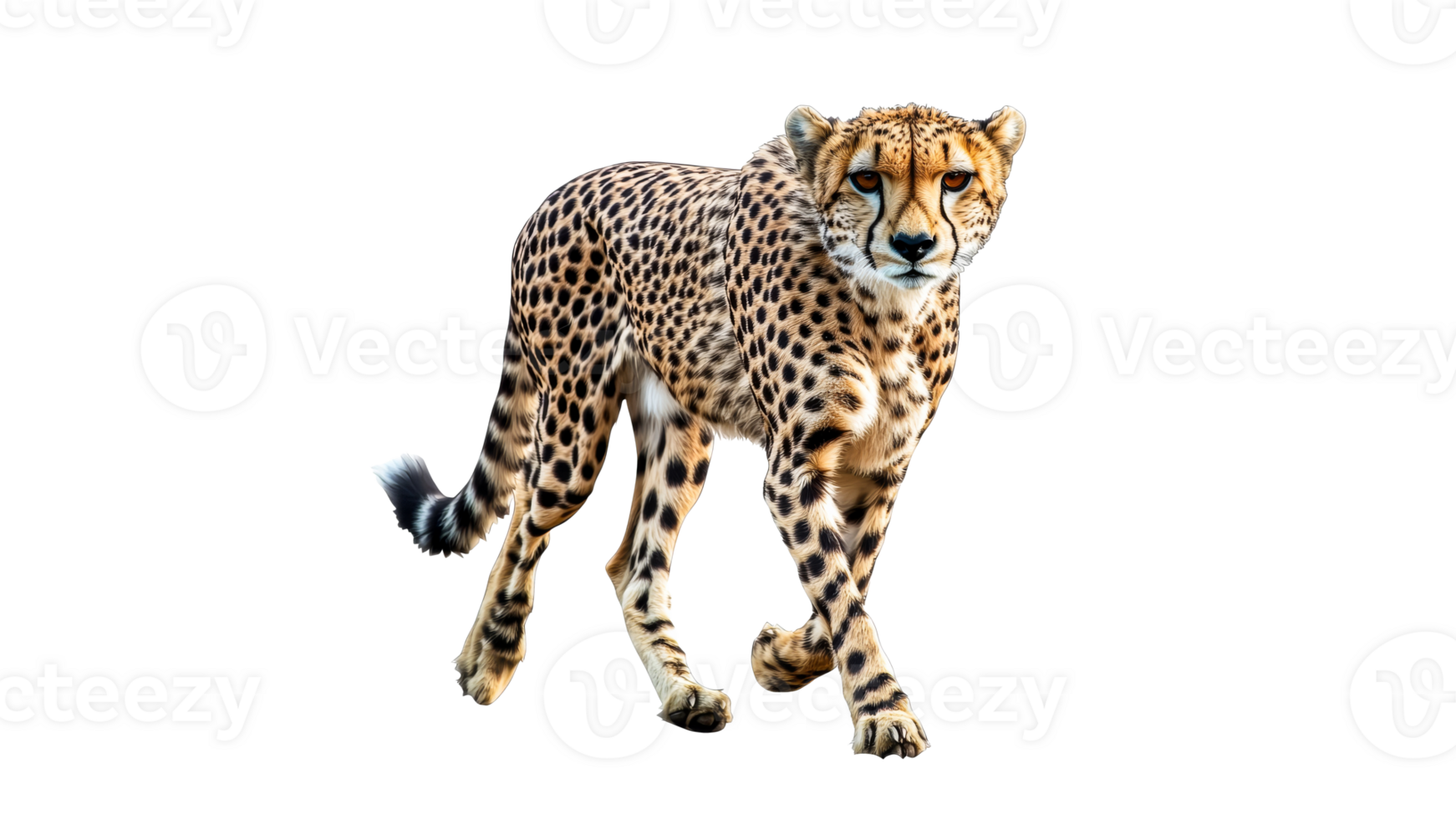 Cheetah walking in a natural setting with grace png