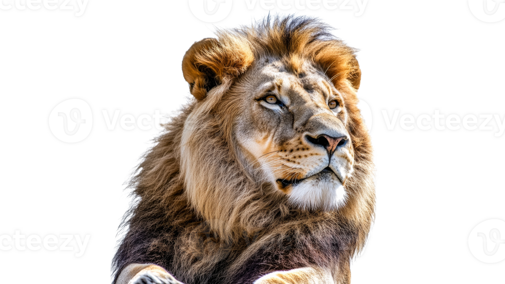 Majestic lion resting against plain background png
