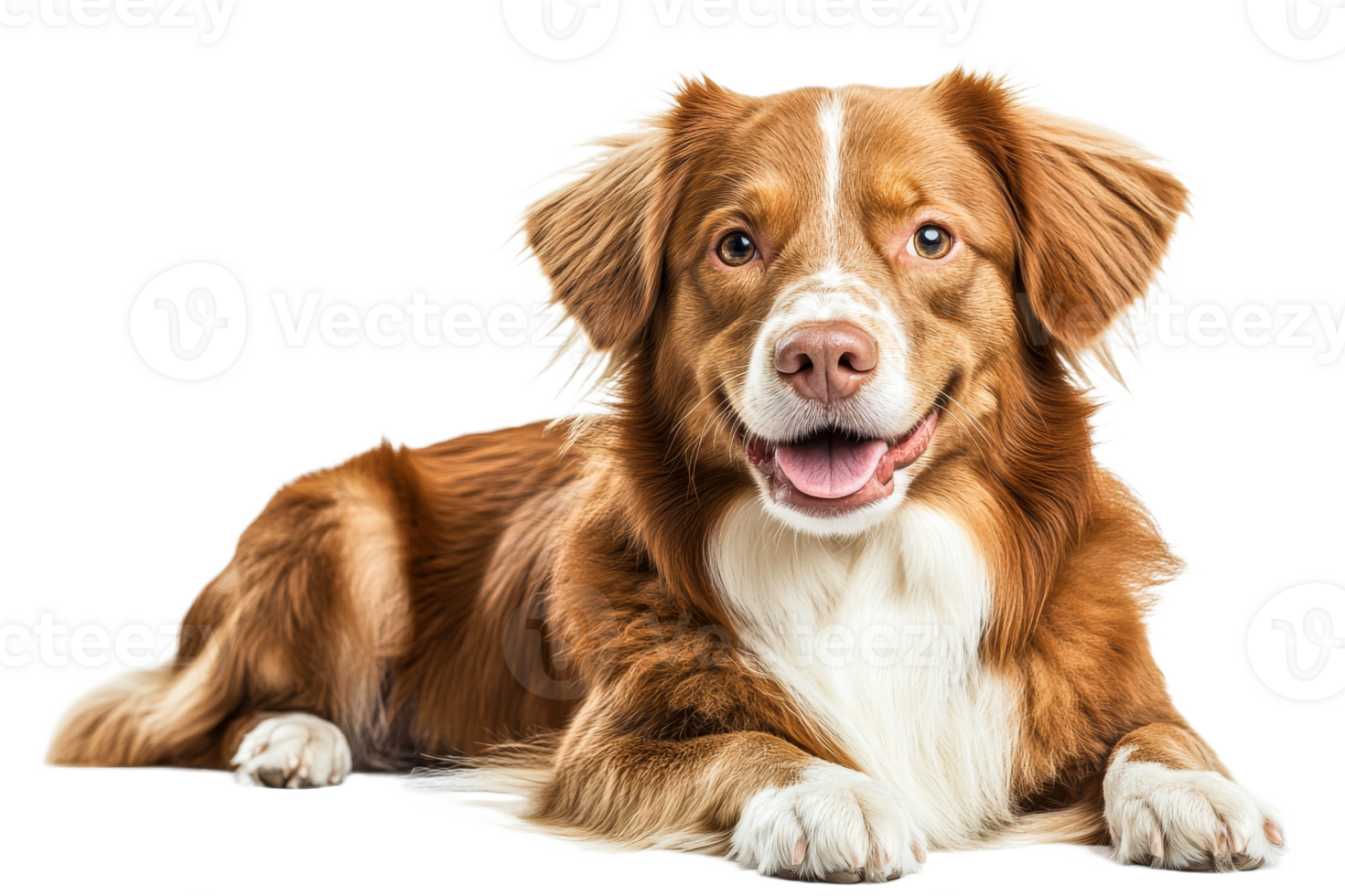 Happy dog lying down in a studio setting png