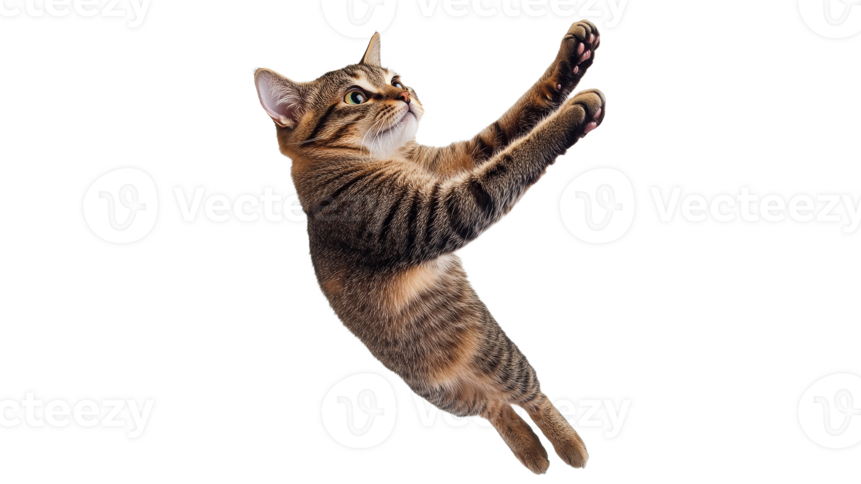 Cat leaping playfully in mid air png