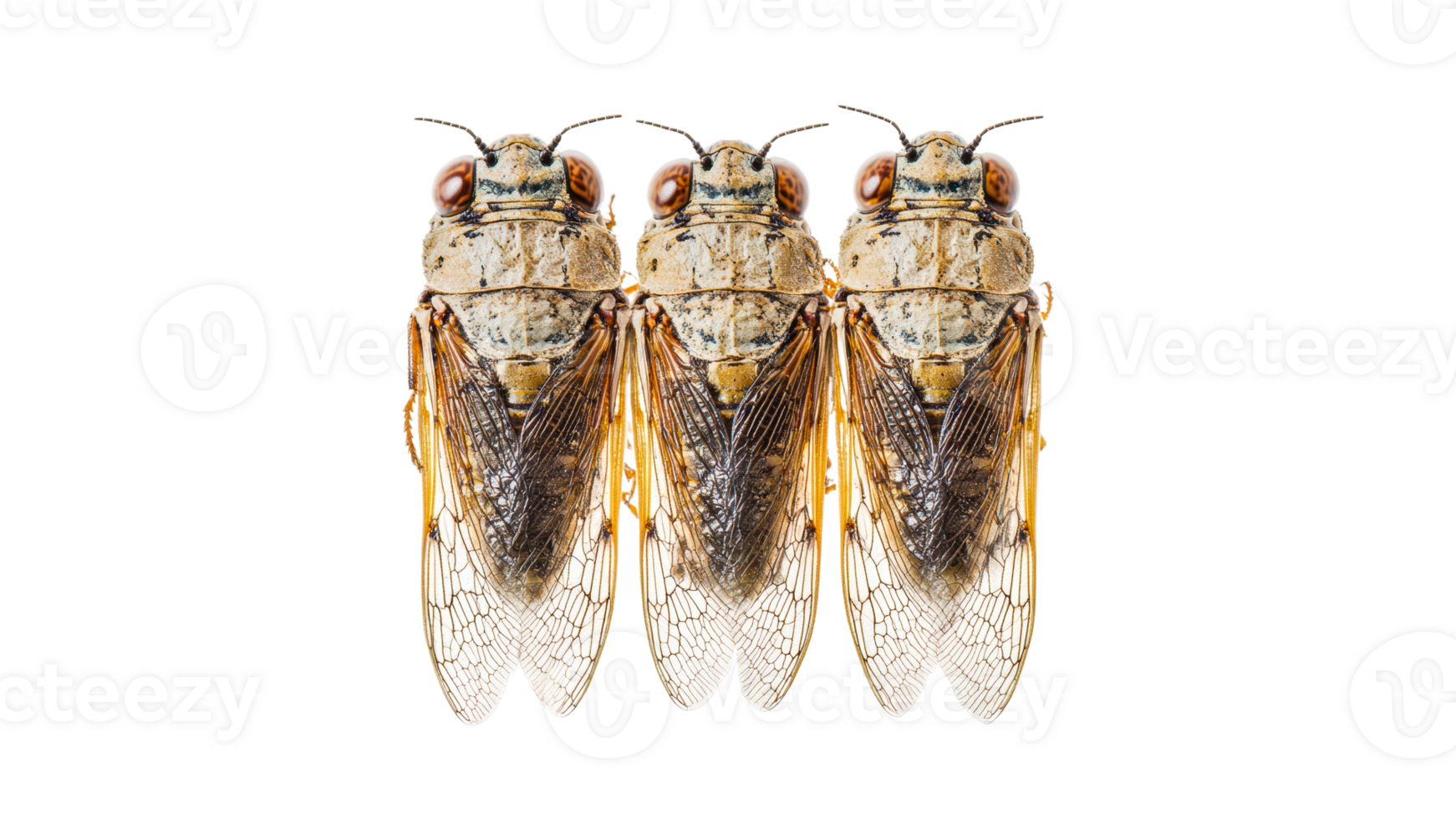 Cicadas displayed in a close up arrangement png