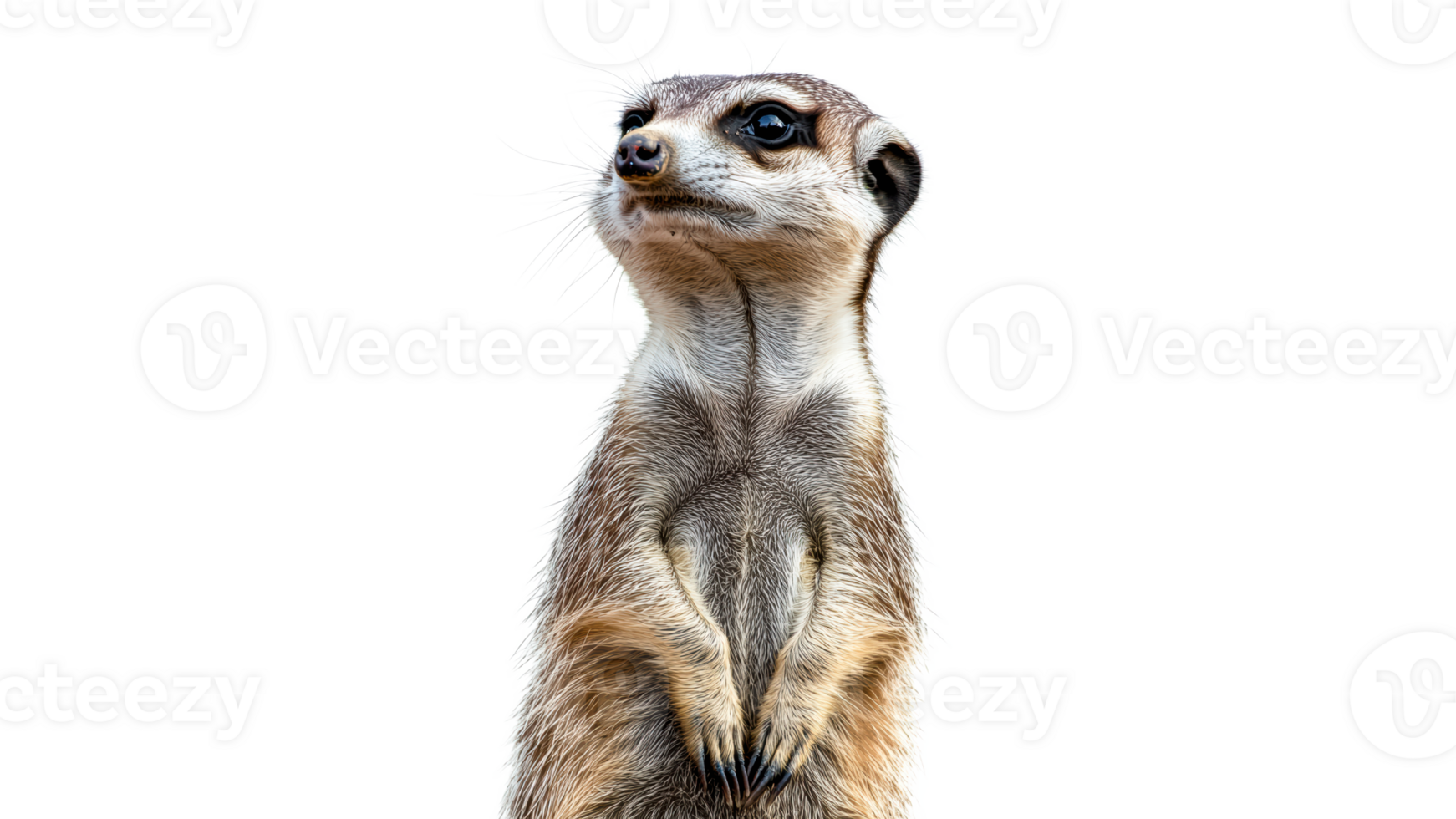 Curious meerkat standing alert in a bright setting png