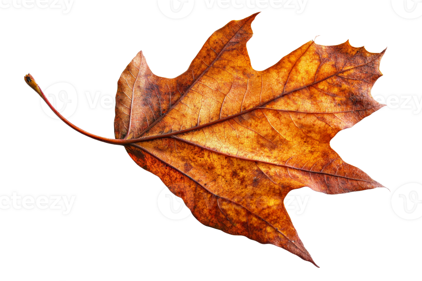 Beautiful autumn leaf with a transparent background png