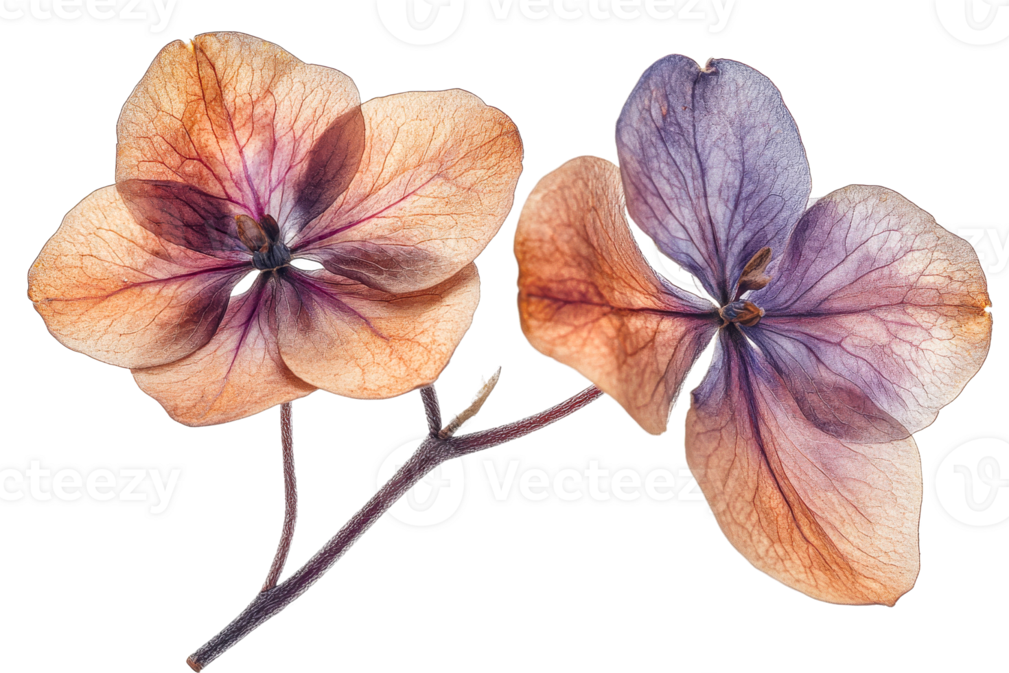 Delicate pressed flowers with transparent background png