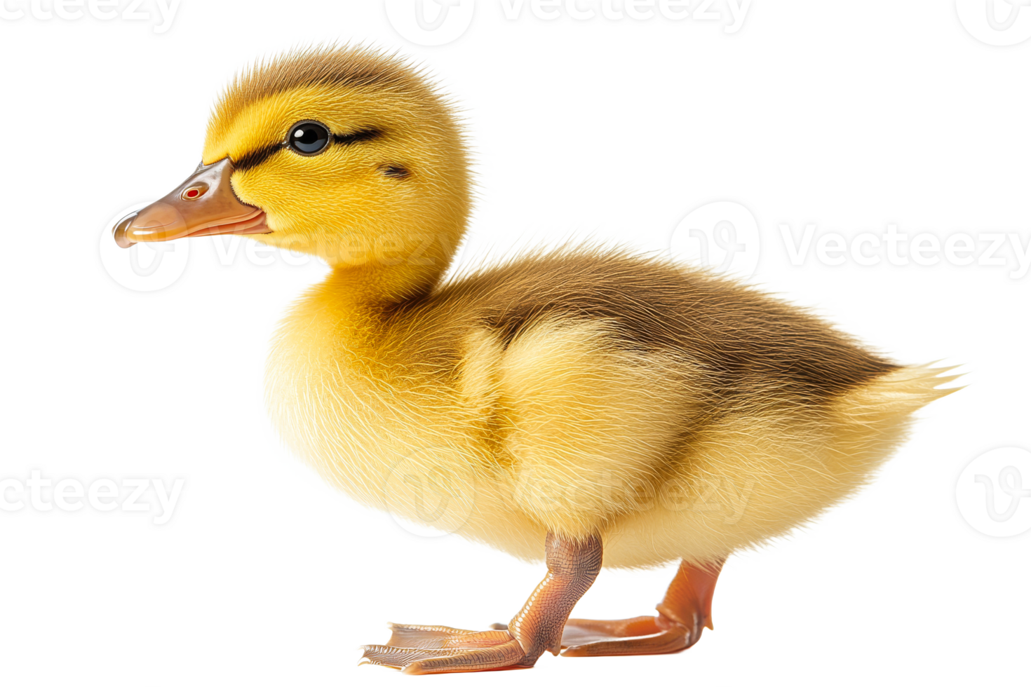 Cute duckling standing on a transparent background png