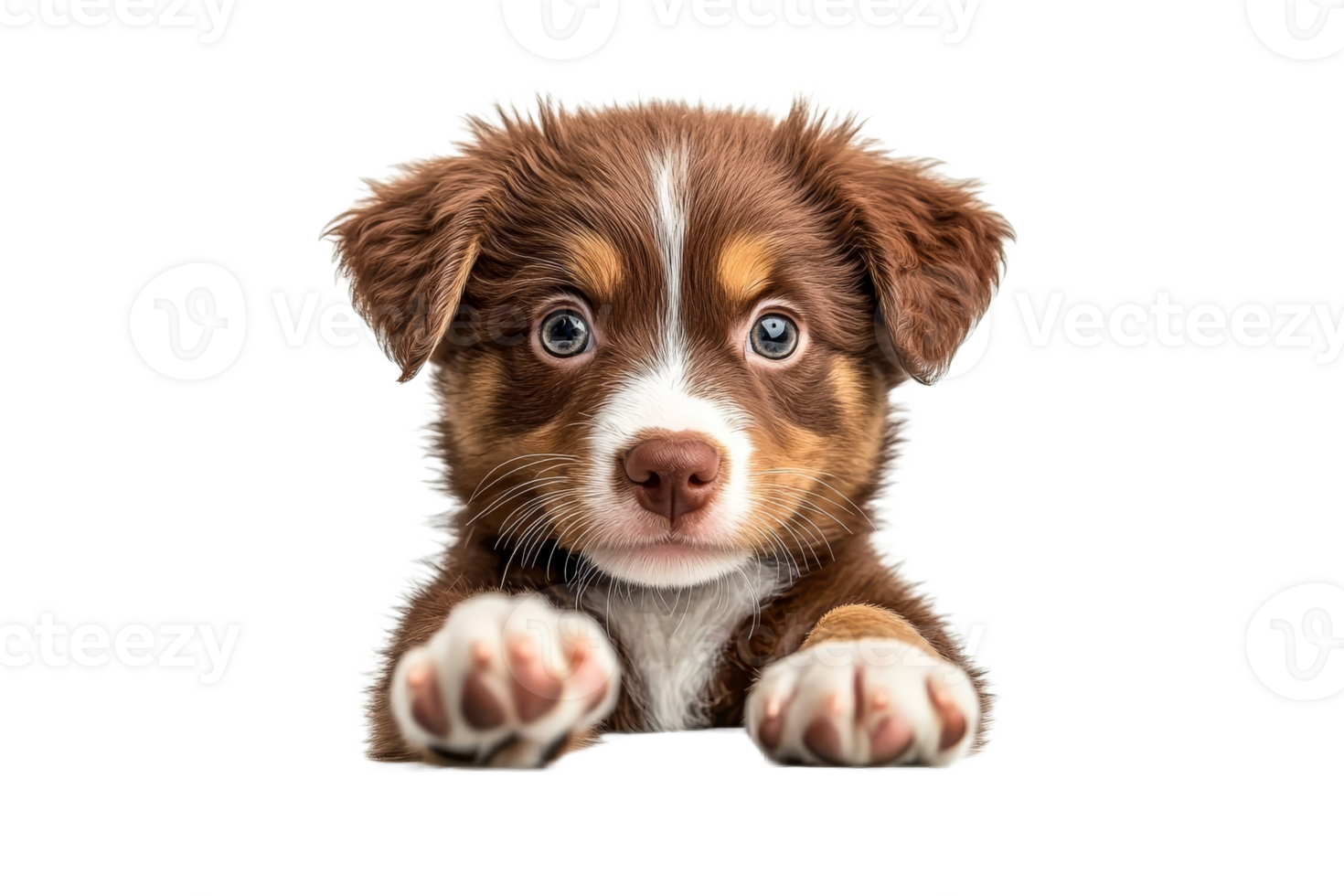 Puppy with bright blue eyes on a clean background png