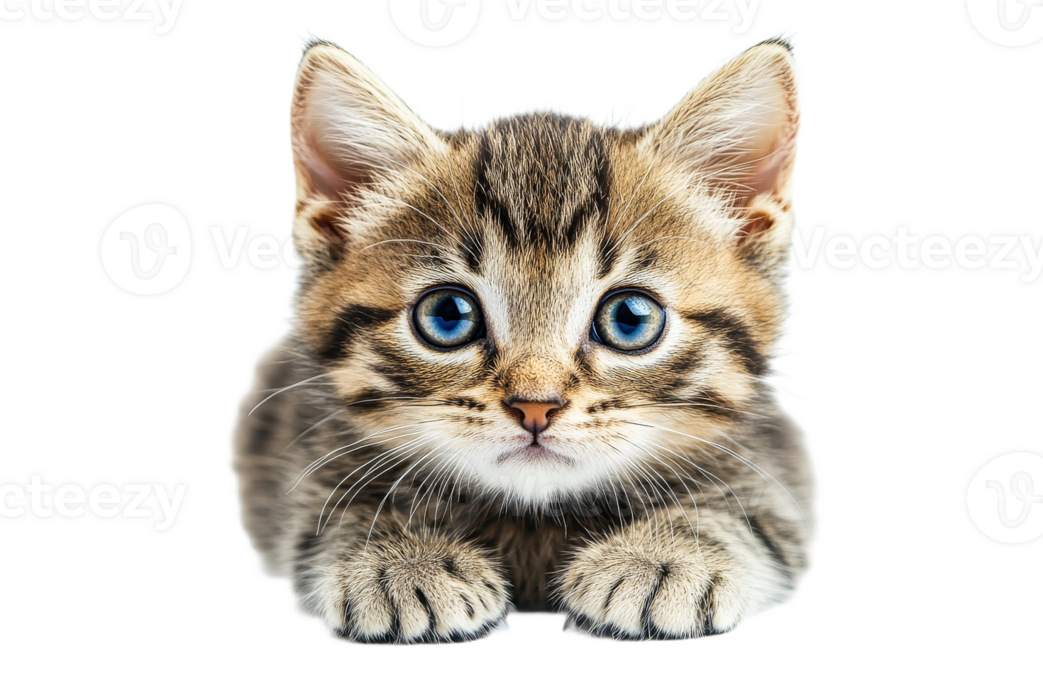 Cute tabby kitten lying with curious blue eyes png