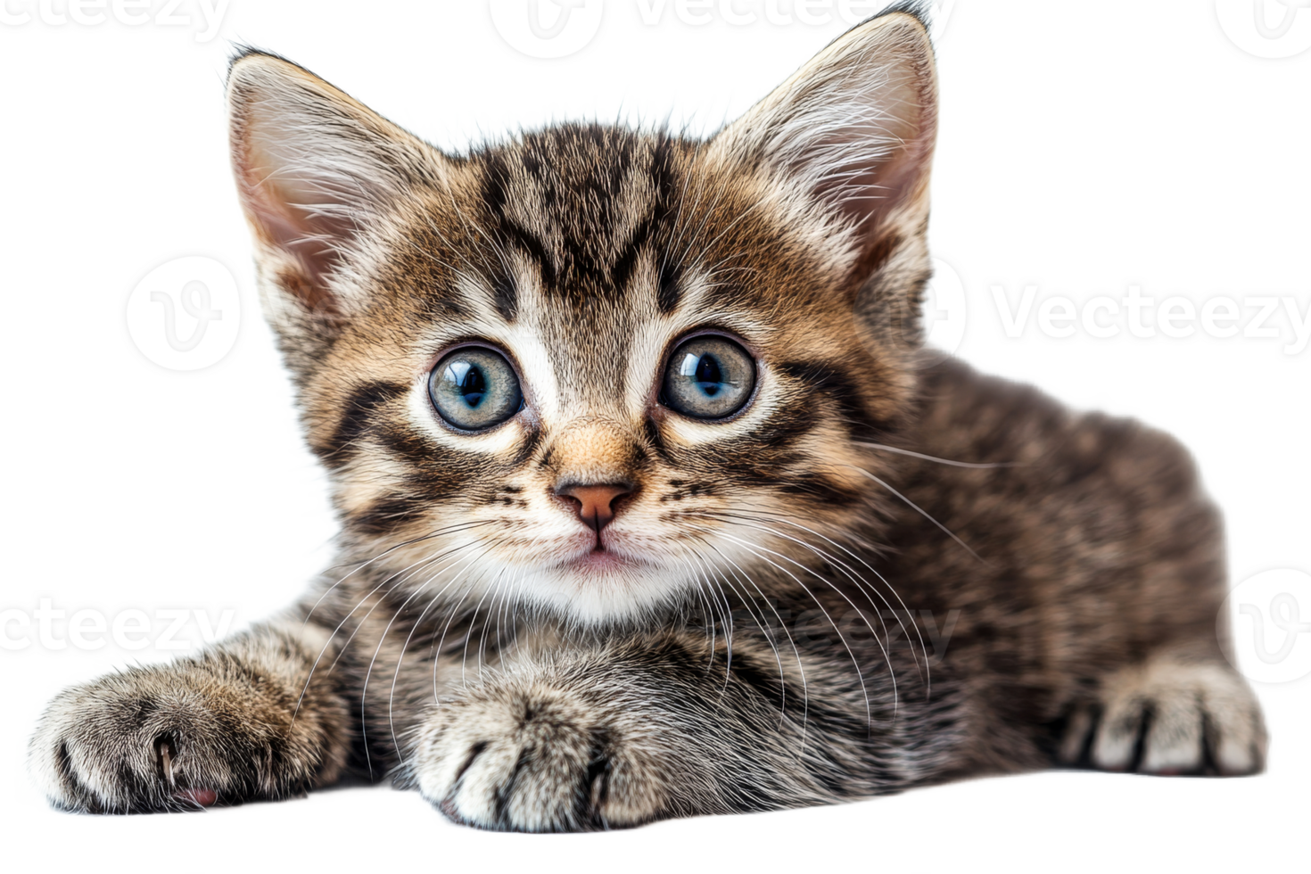 Cute gray tabby kitten with big blue eyes lying down png