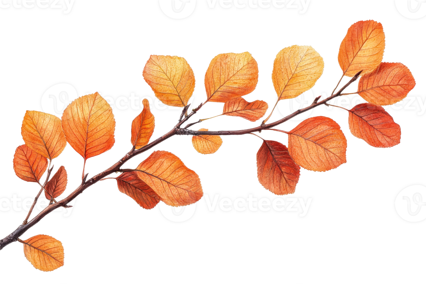 Autumn leaves on a branch against a transparent background png