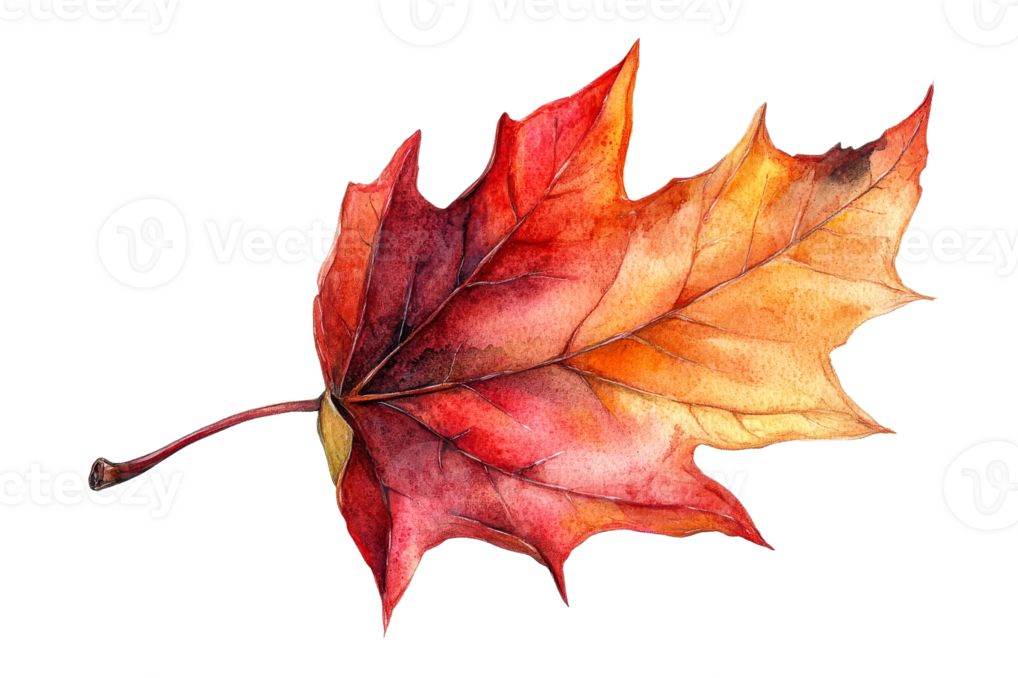 Vibrant autumn maple leaf in shades of red and orange png
