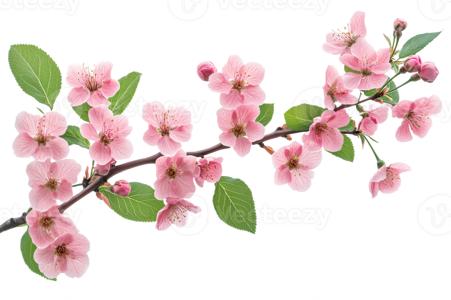 Blossoming cherry tree branch with delicate pink flowers png