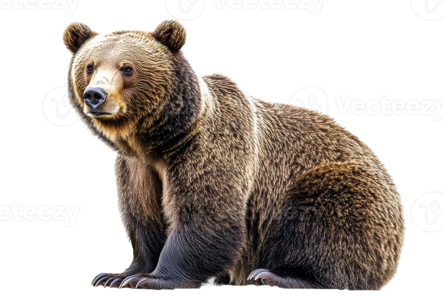 Cute brown bear sitting with a curious expression png
