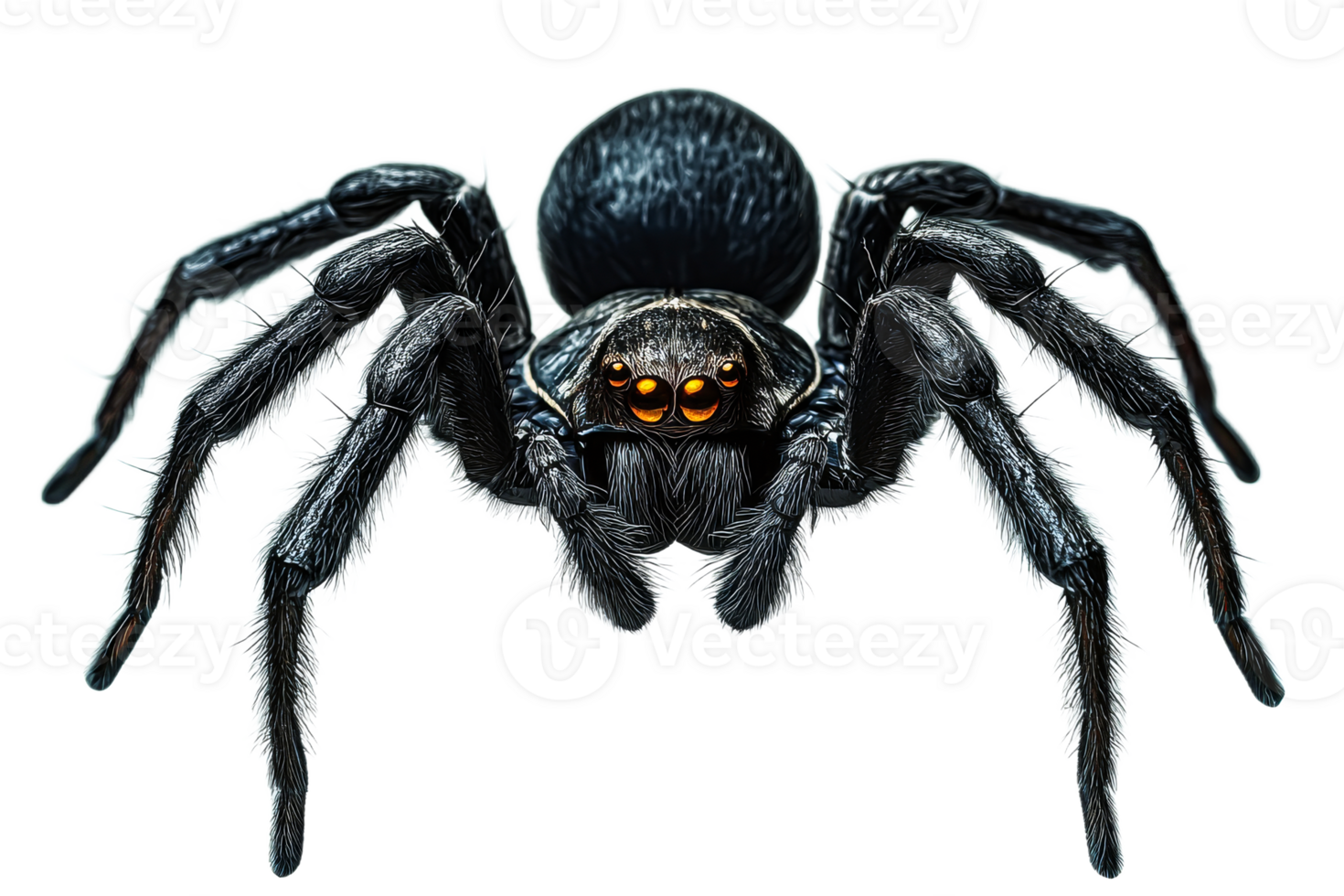 The black spider features a glossy body and prominent eyes png