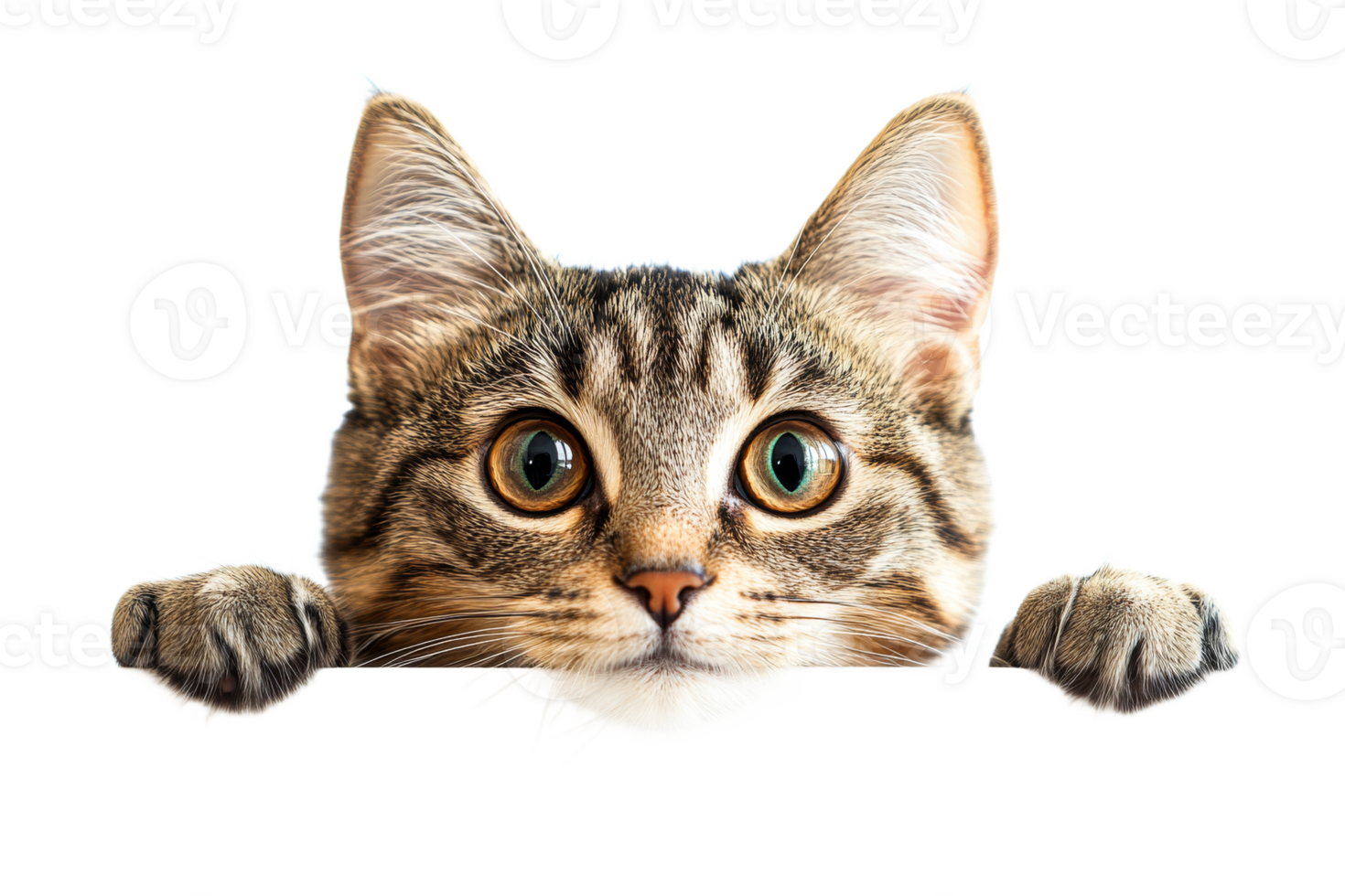 Curious cat peeking over a ledge with expressive eyes png