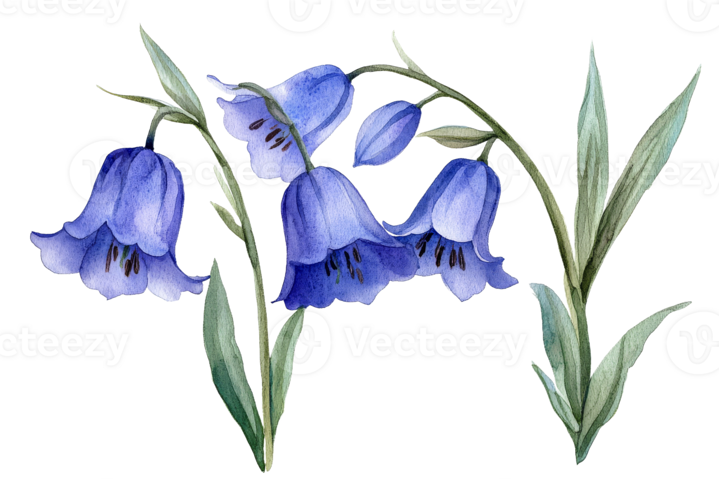Delicate bluebell flowers with lush green leaves png