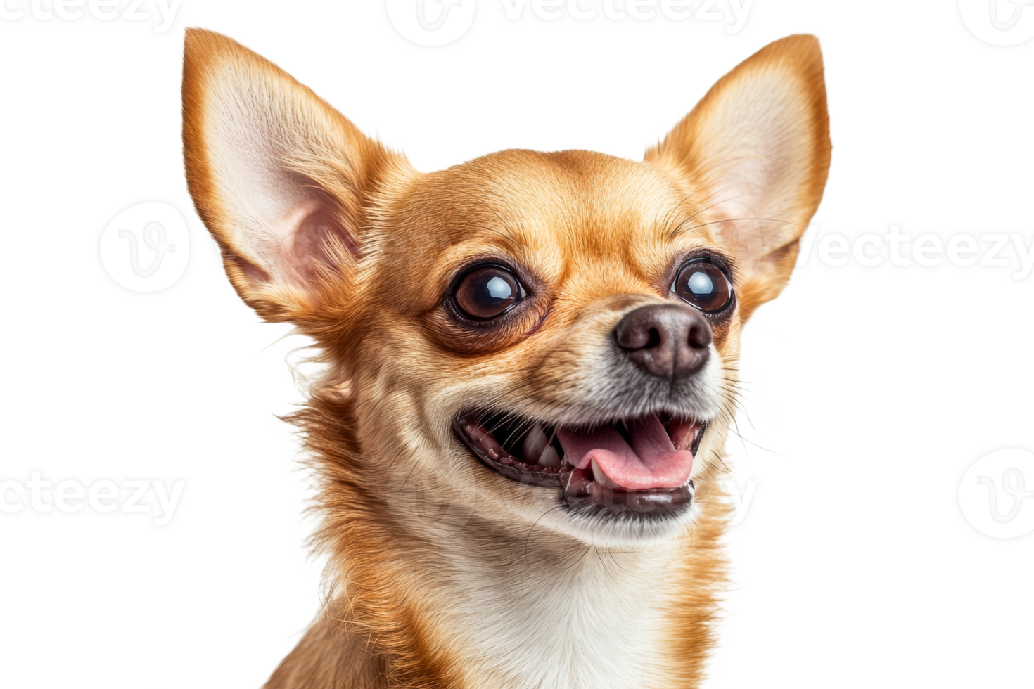 Happy Chihuahua with a big smile on a transparent background png