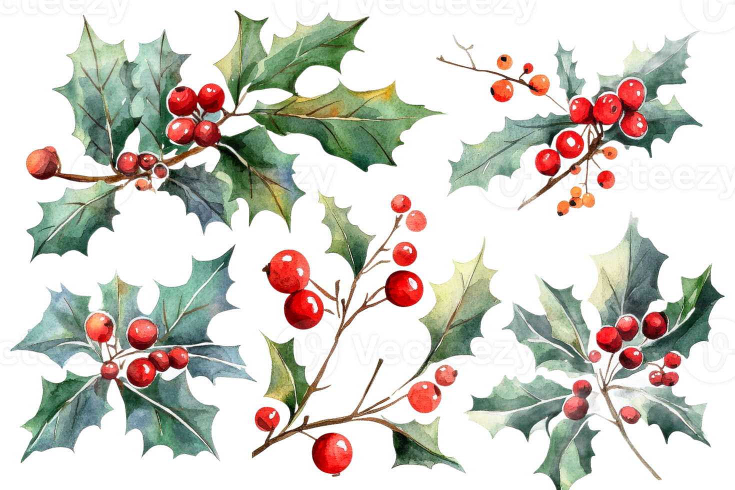Holly branches with red berries on transparent background png