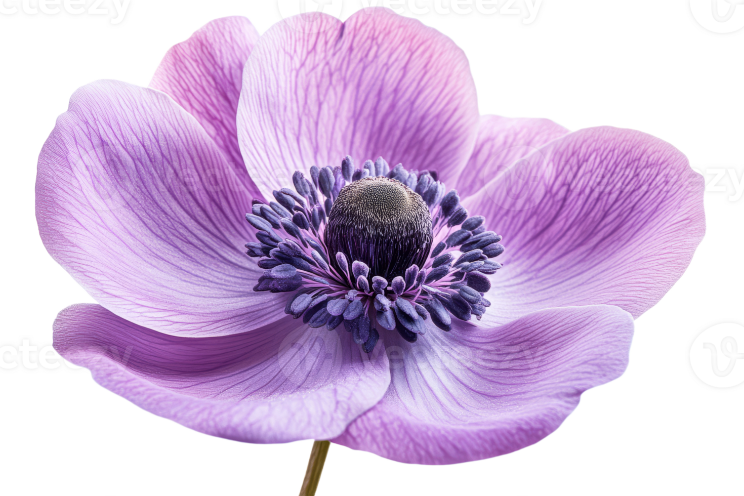 Beautiful purple anemone flower with detailed petals png