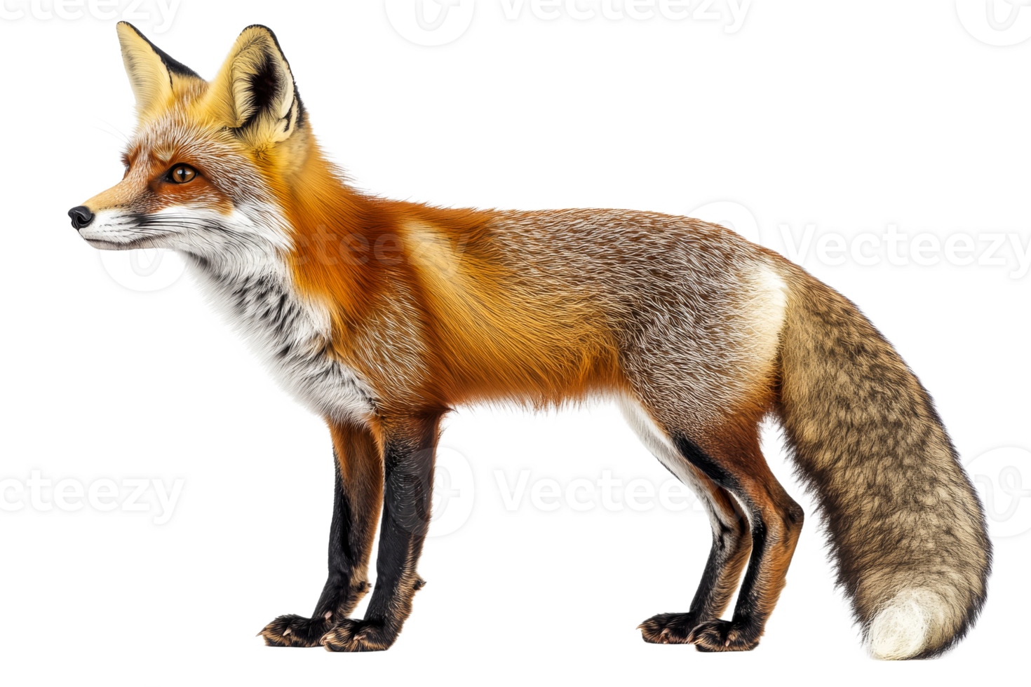 Fox standing on transparent background in natural pose png