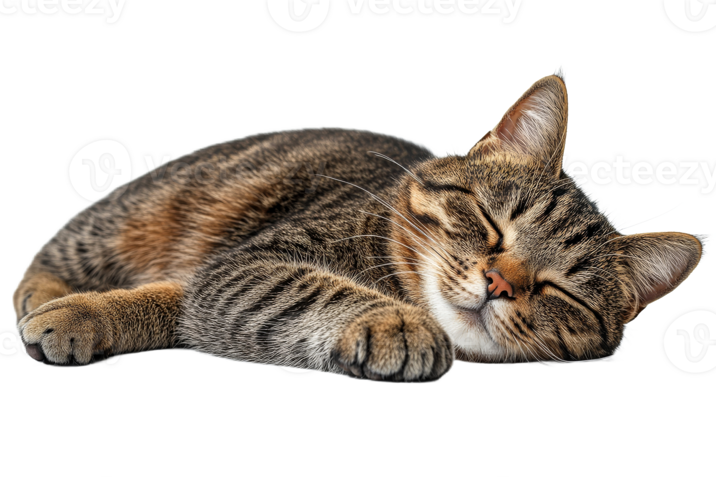 Cat sleeping peacefully on a soft surface png