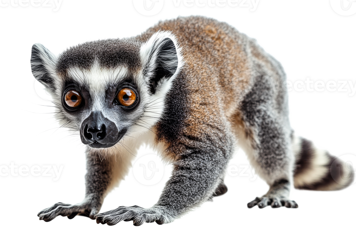 Playful lemur exploring its surroundings png