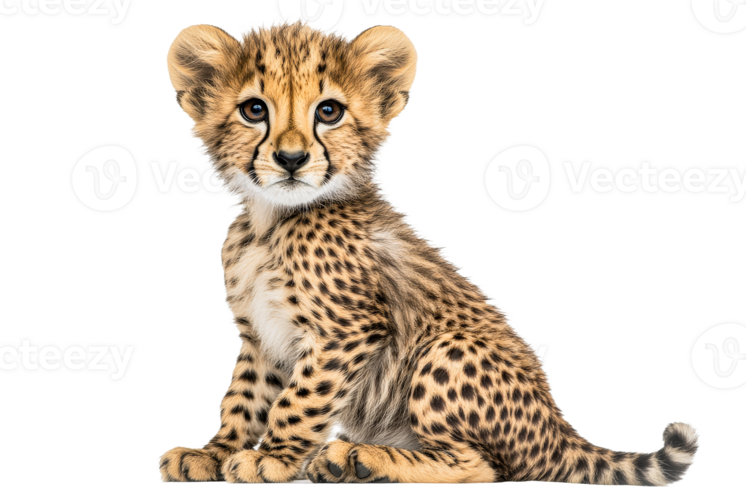 Cheetah cub sitting on white background with curiosity png