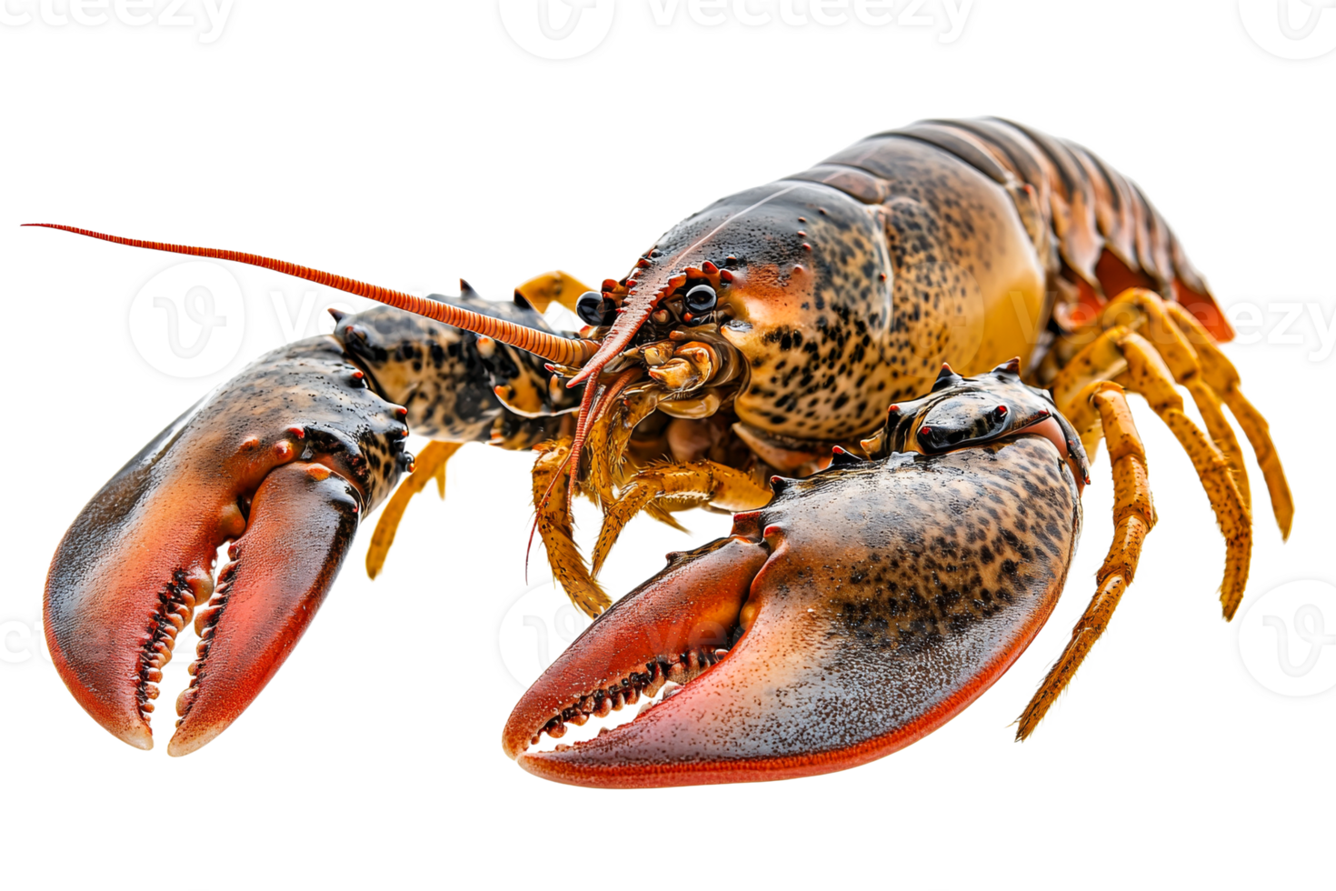 Detailed lobster on transparent background in clear view png