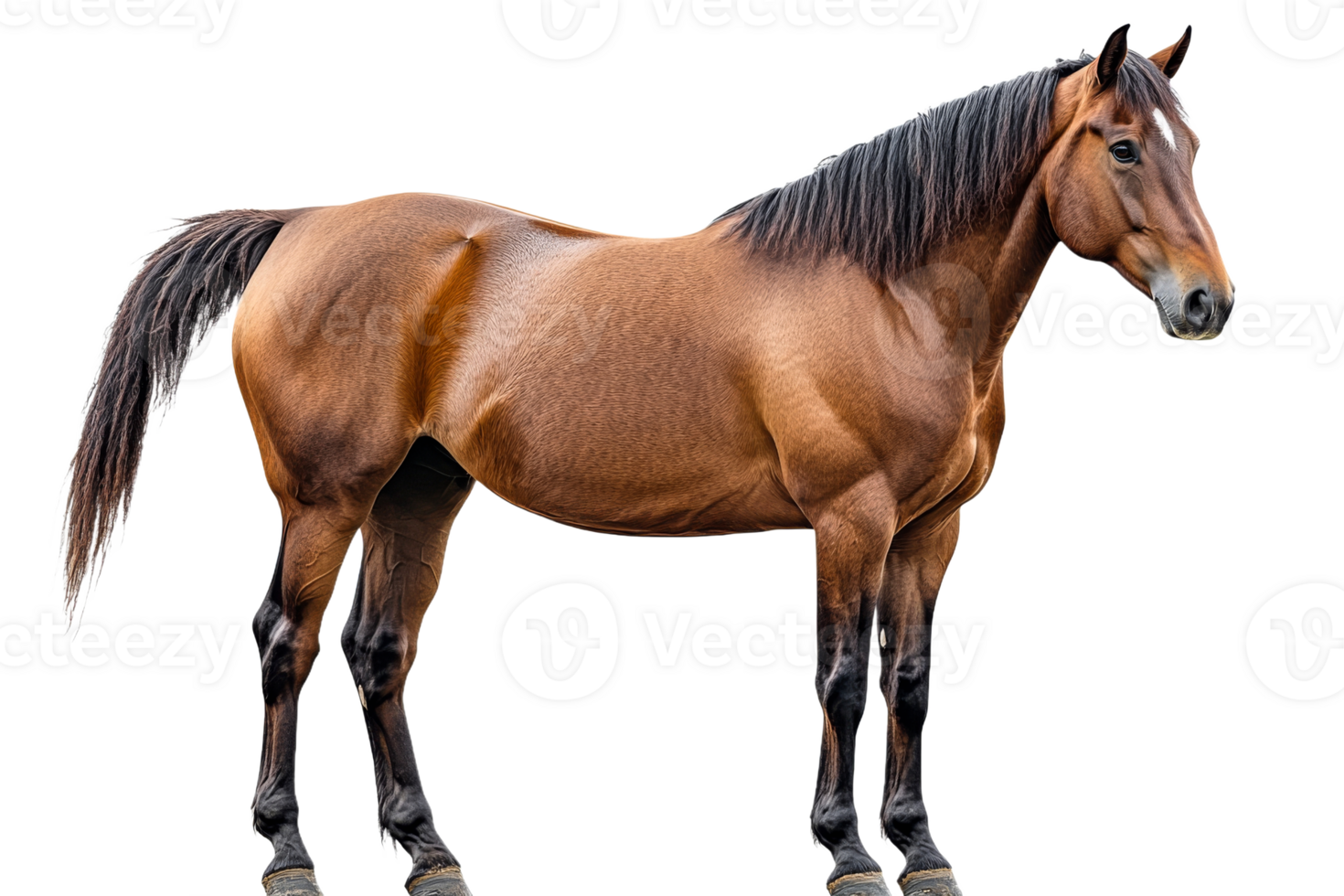 Brown horse standing on transparent background png