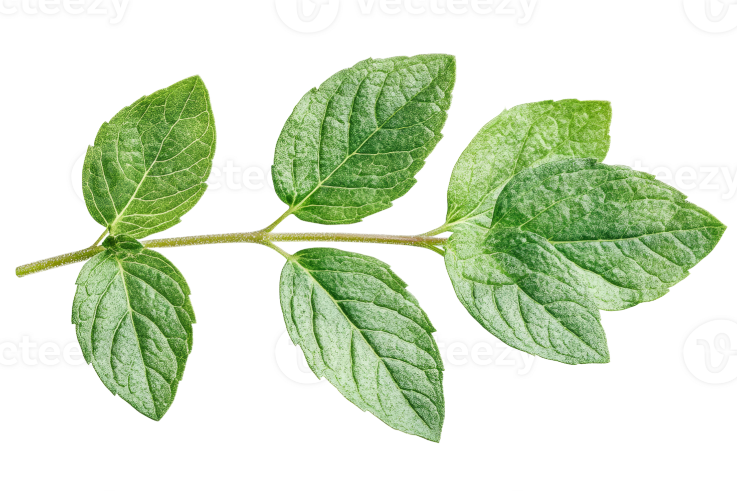 Fresh green basil leaves on a transparent background png