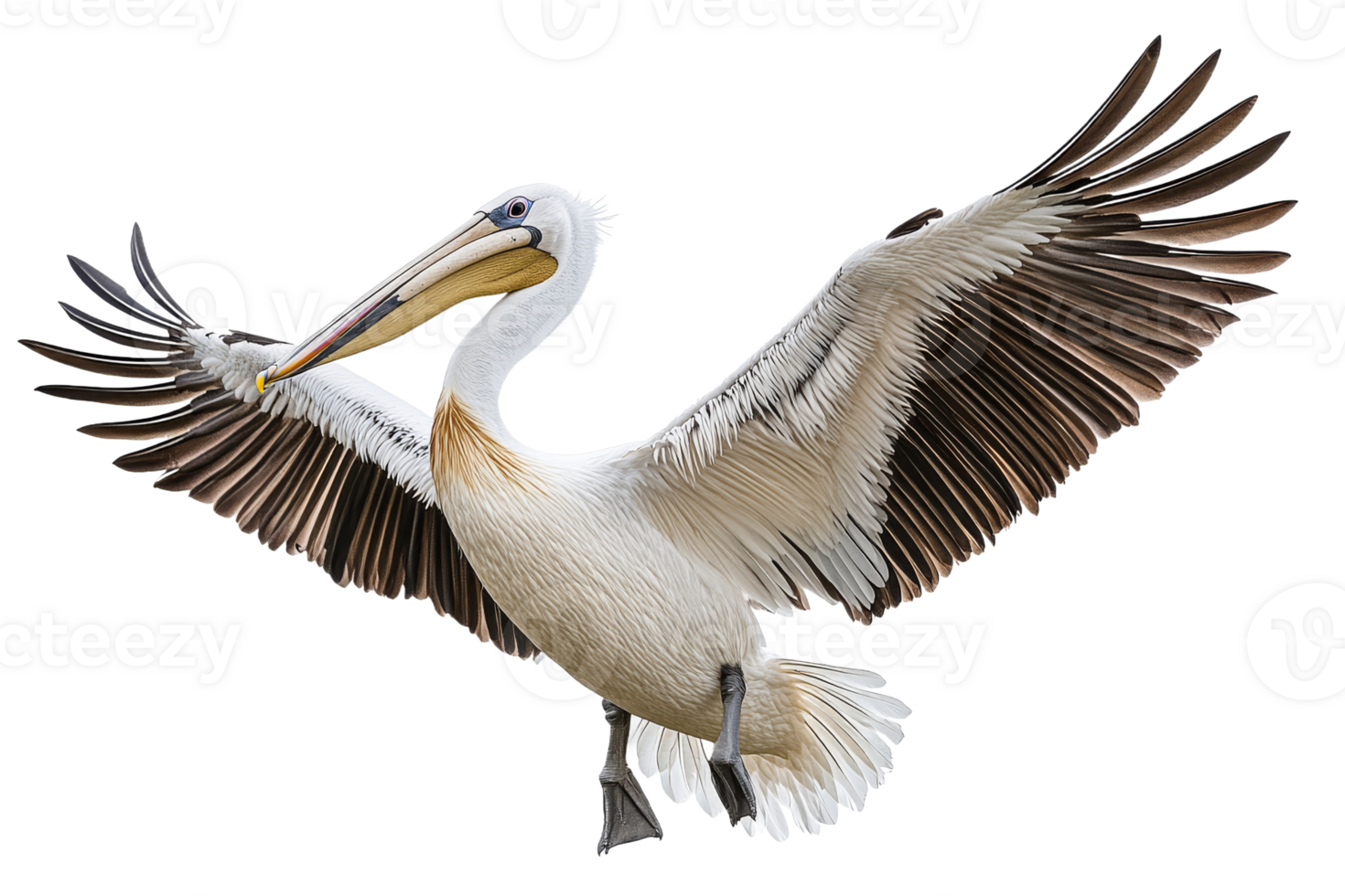 Bird in flight showcasing magnificent wingspan png