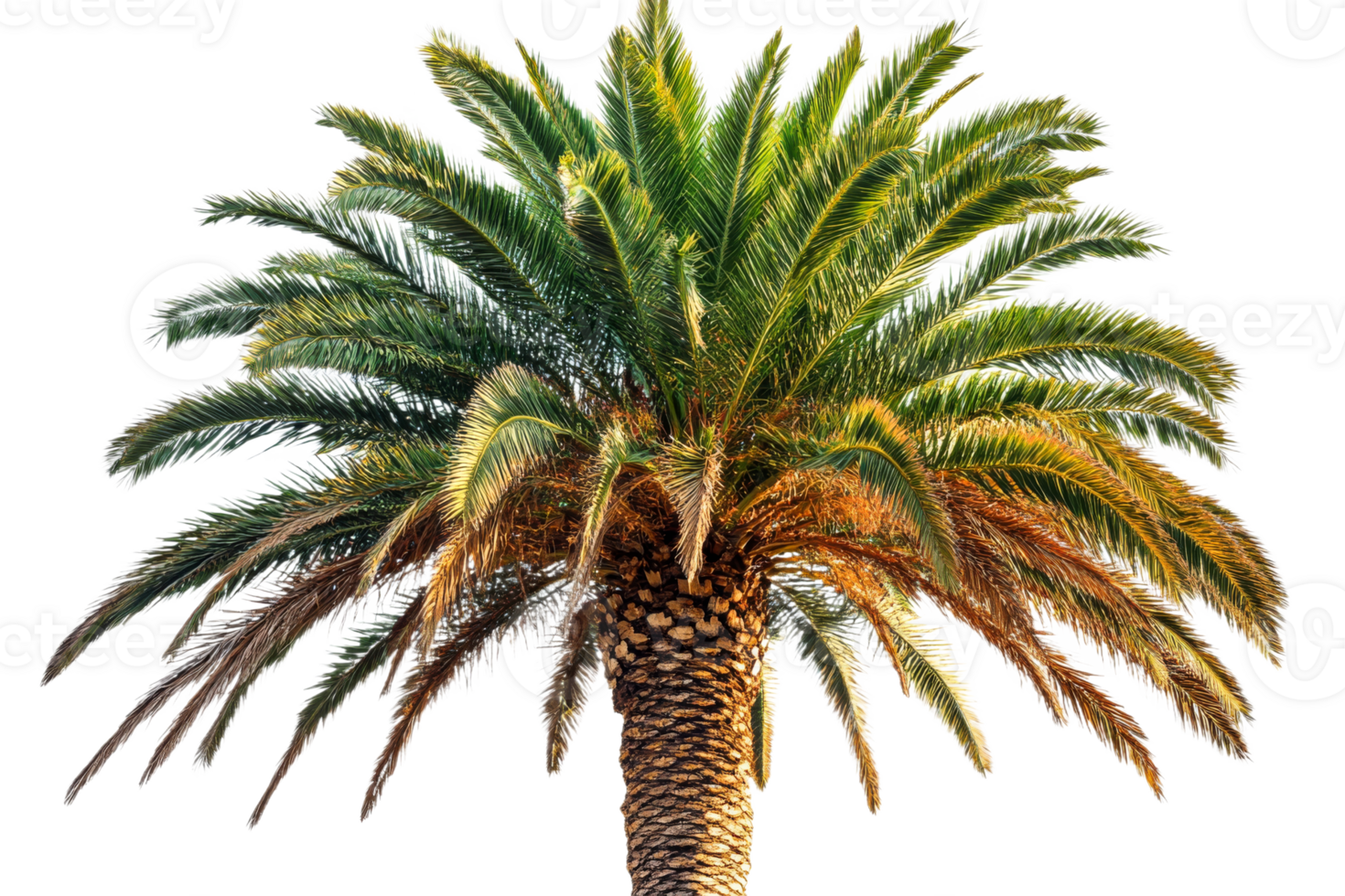 Lush palm tree with vibrant green leaves on clear background png