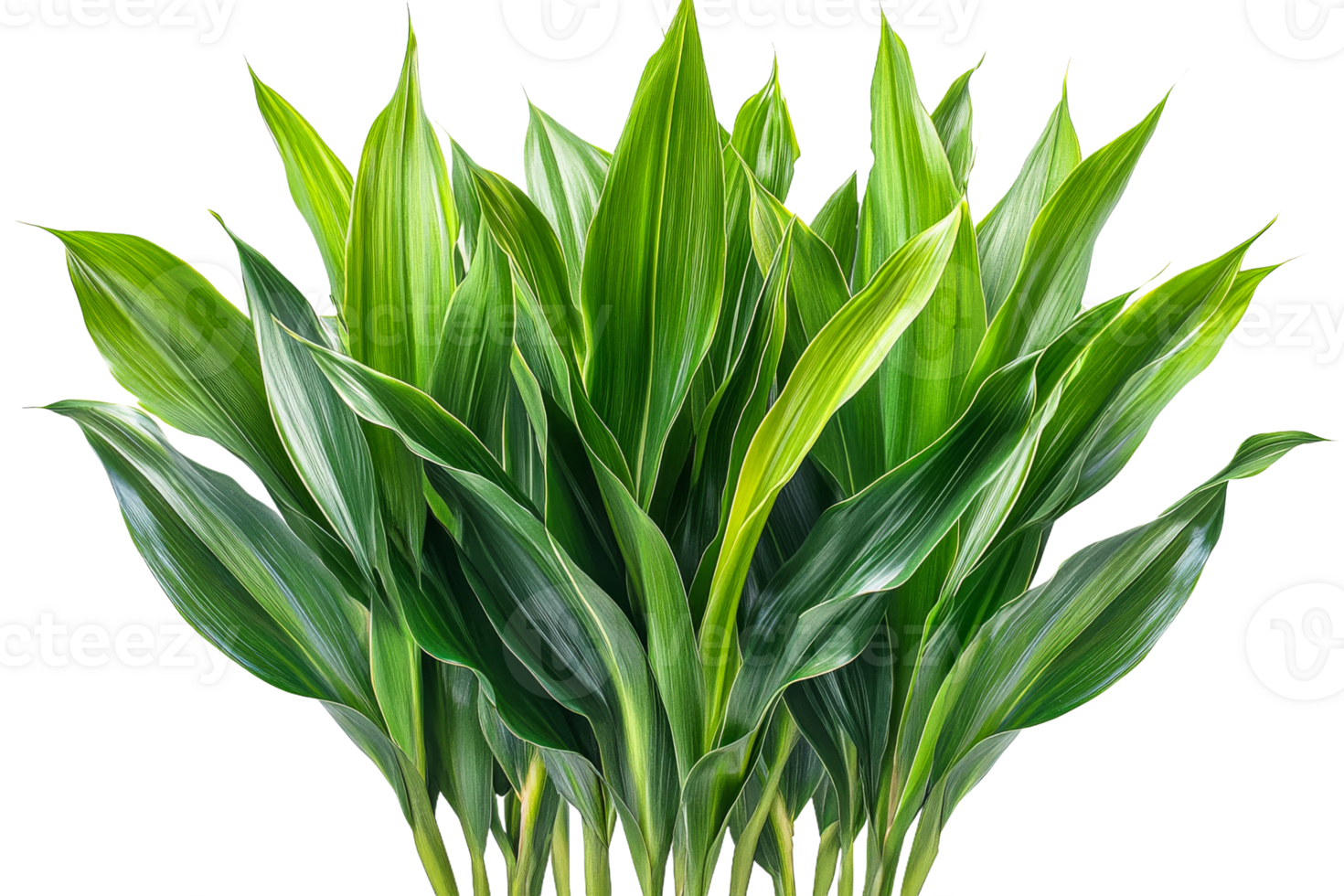 Lush green leaves arranged on a transparent background png
