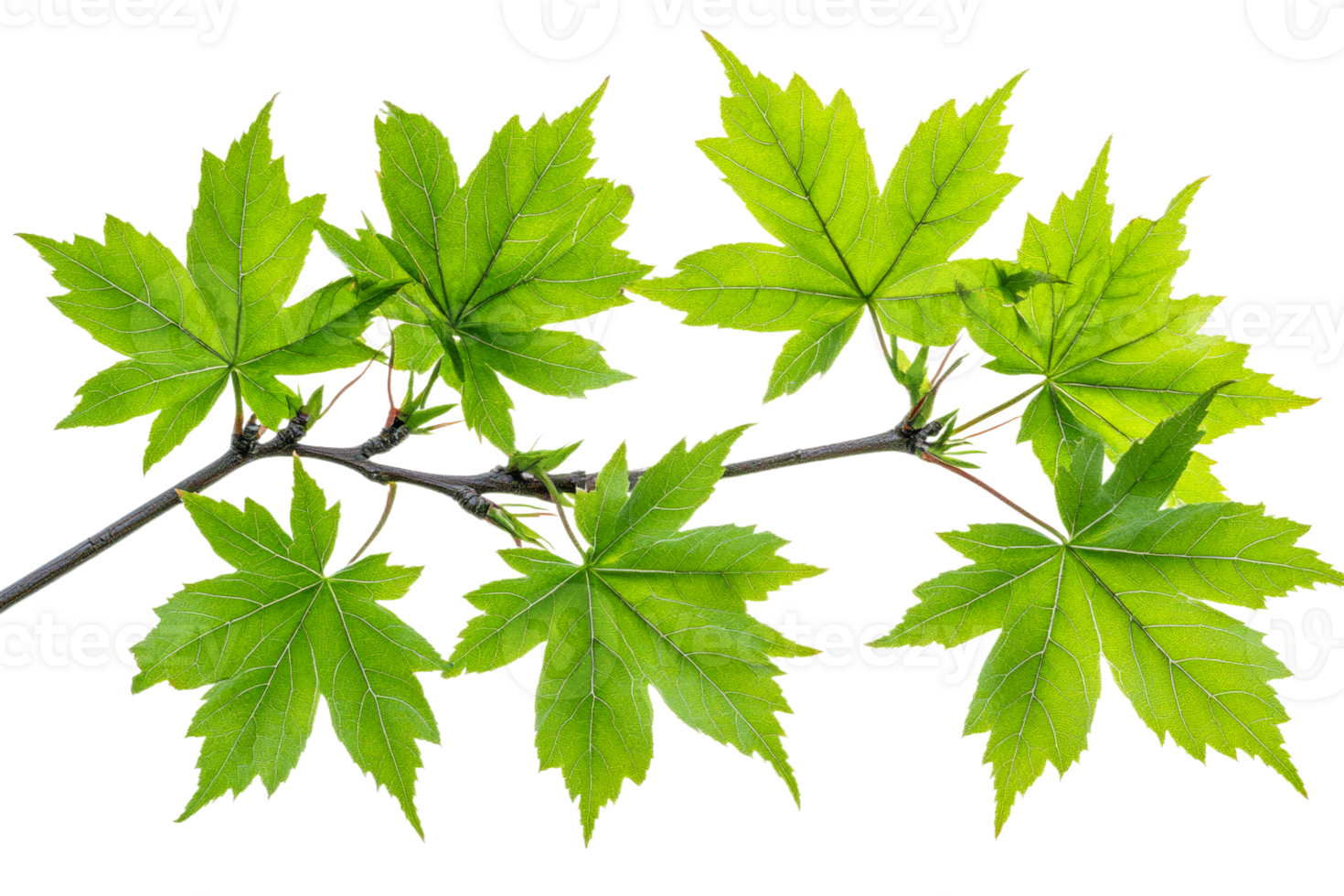 Bright green maple leaves on a slender branch png