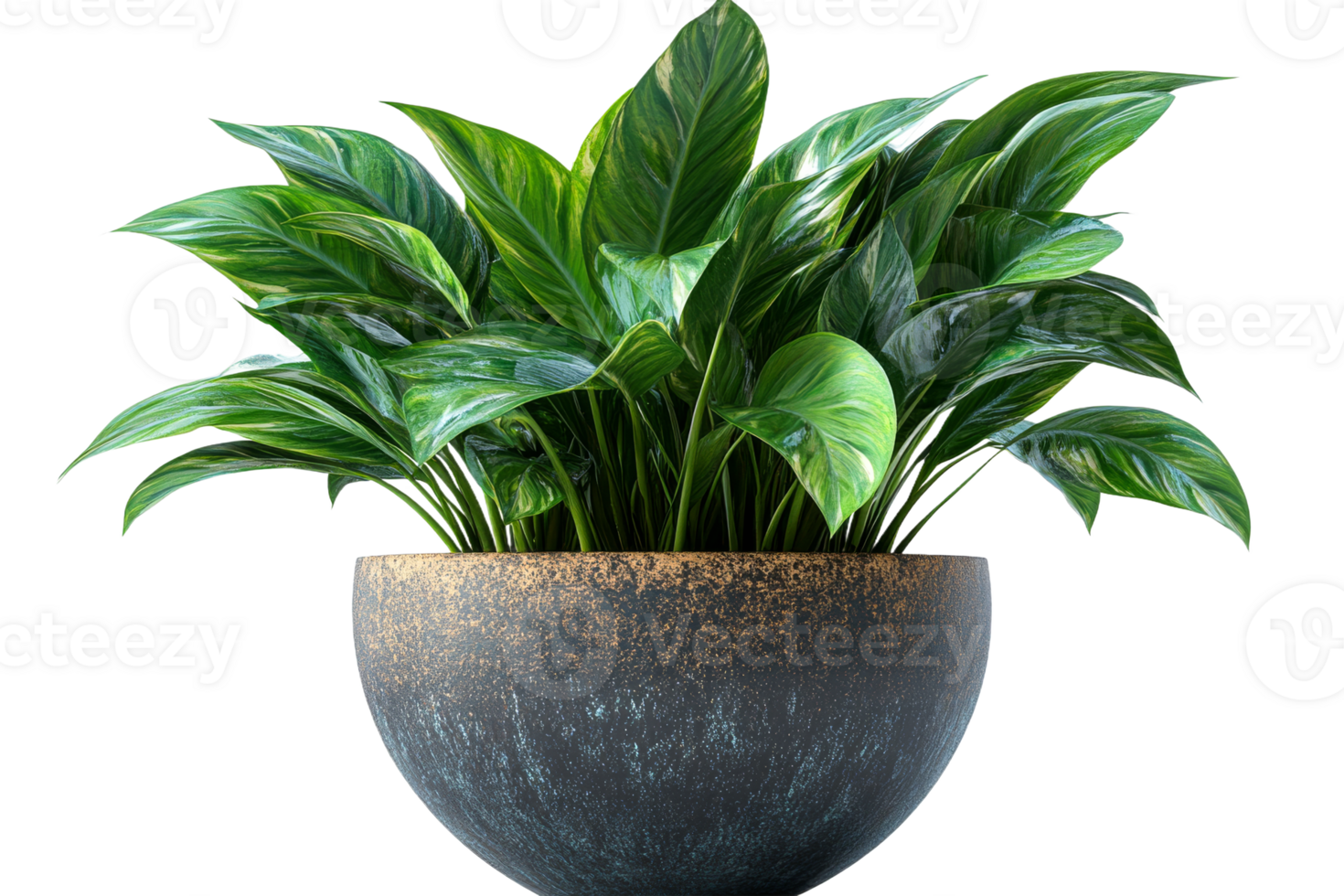 Indoor plant in decorative pot with lush foliage png