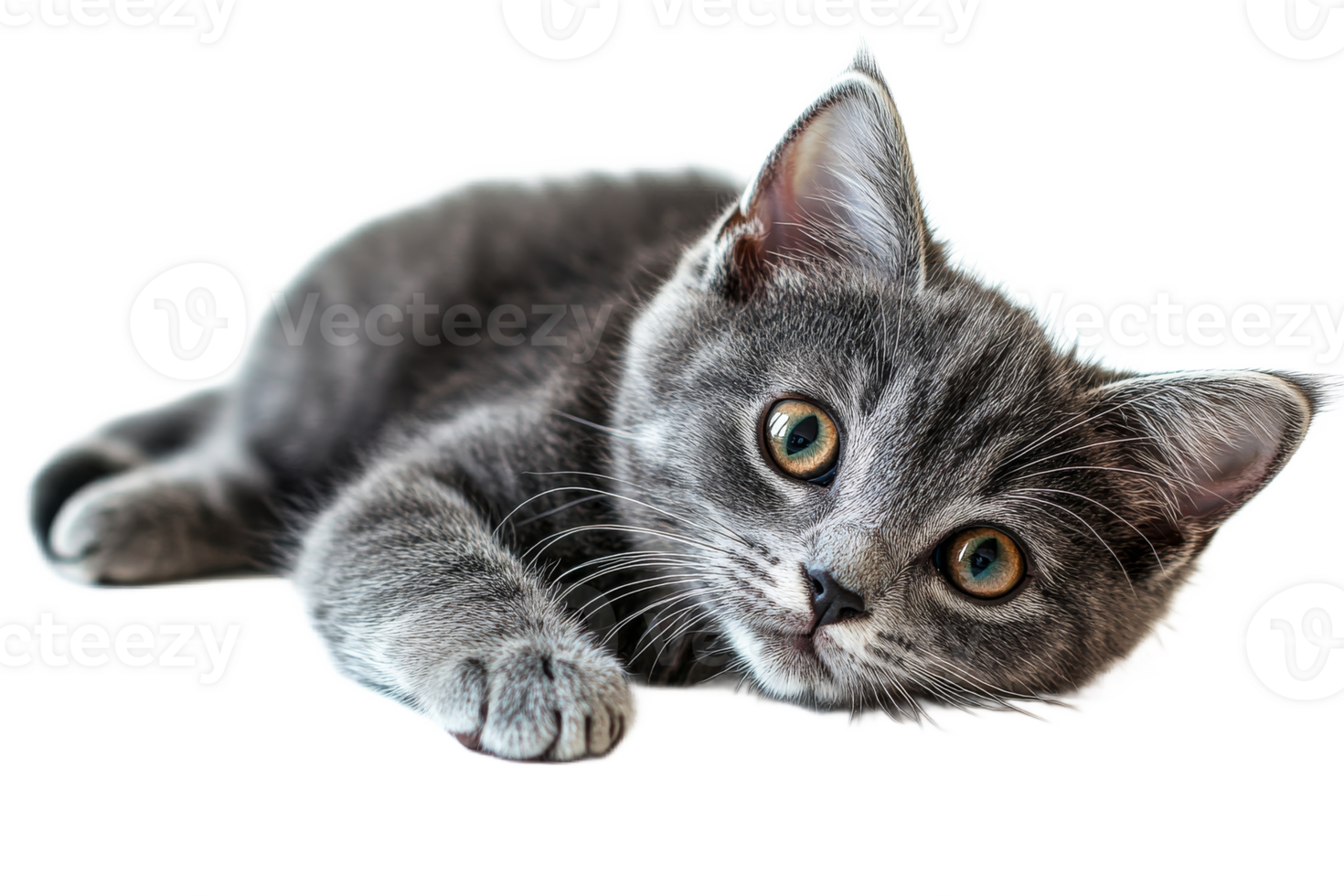 Gray kitten resting on a transparent background png
