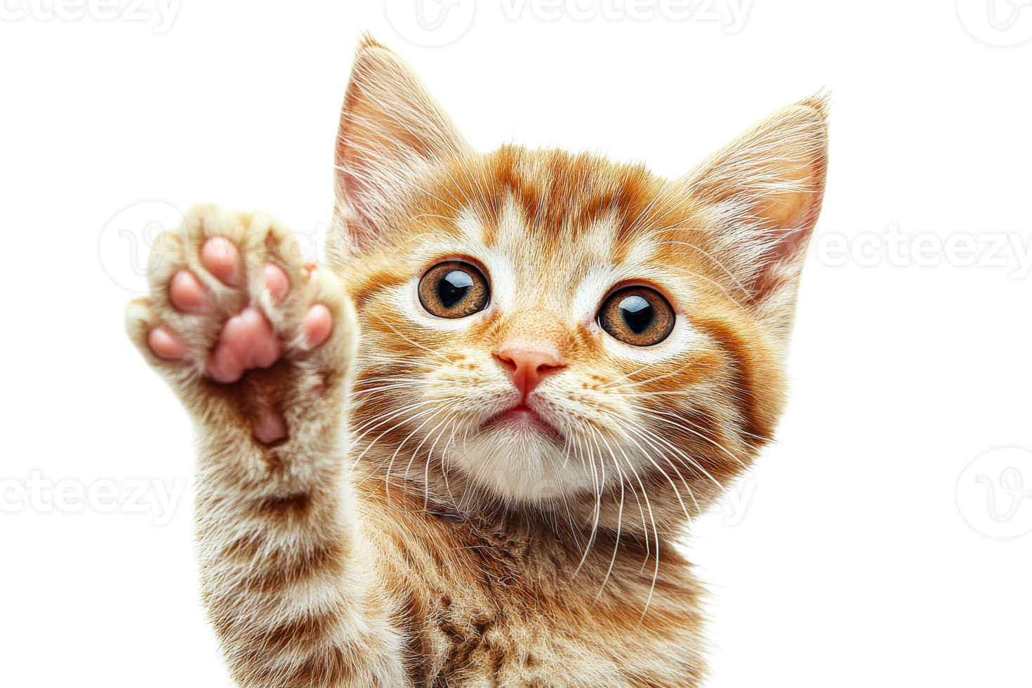 Cute ginger kitten waving its paw with curiosity png