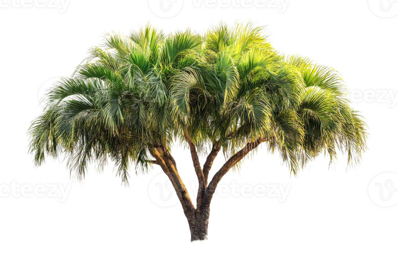 Lush green palm tree on transparent background png