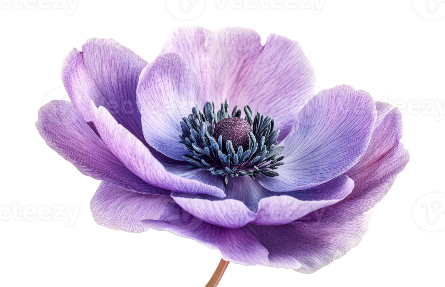 Beautiful purple anemone flower with delicate petals png
