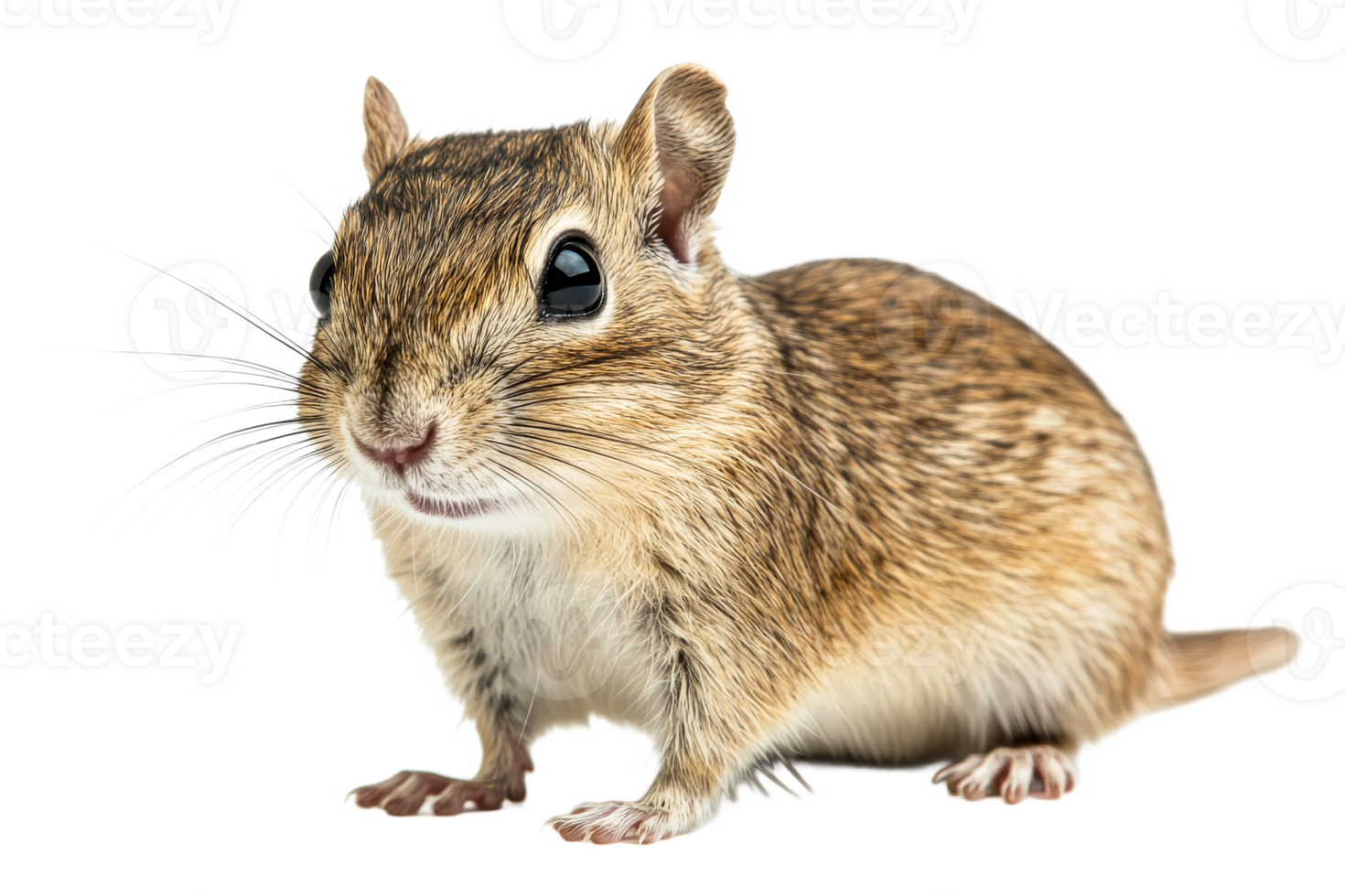 Small rodent with large eyes exploring its surroundings png