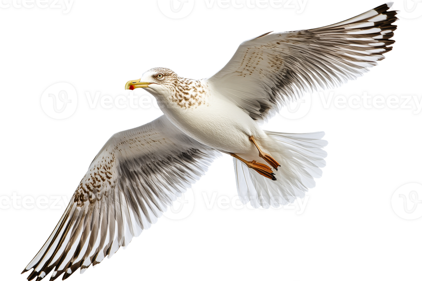 Seagull in flight over coastal waters png