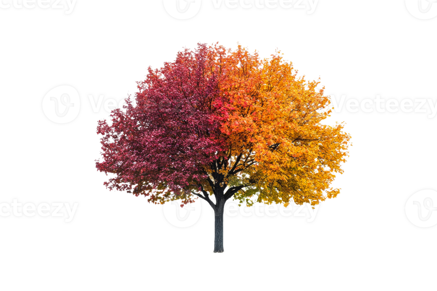 Vibrant tree showcasing autumn colors in unique split png