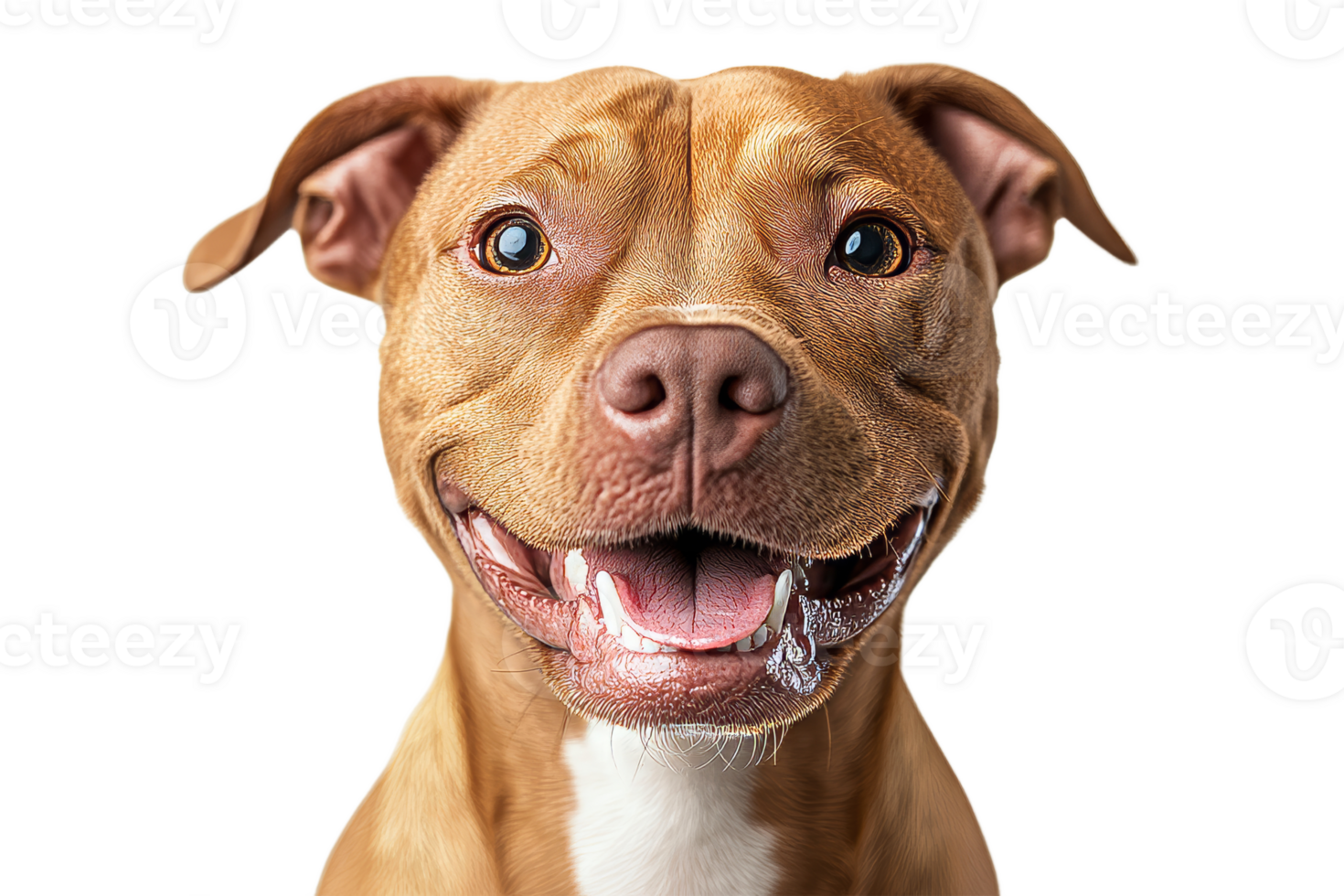 Happy brown dog with a big smile and bright eyes png