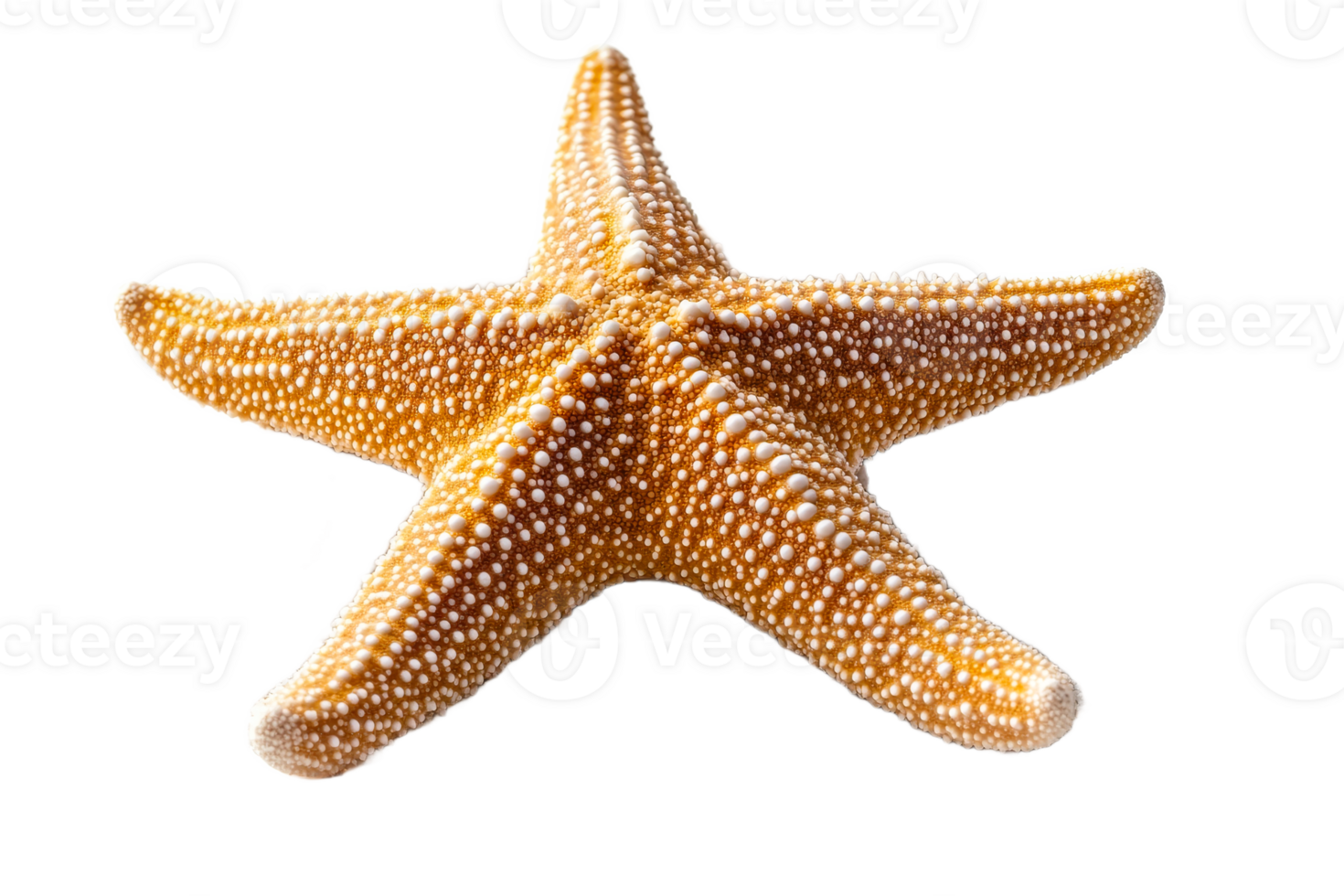 Starfish resting on a coral reef in clear waters png