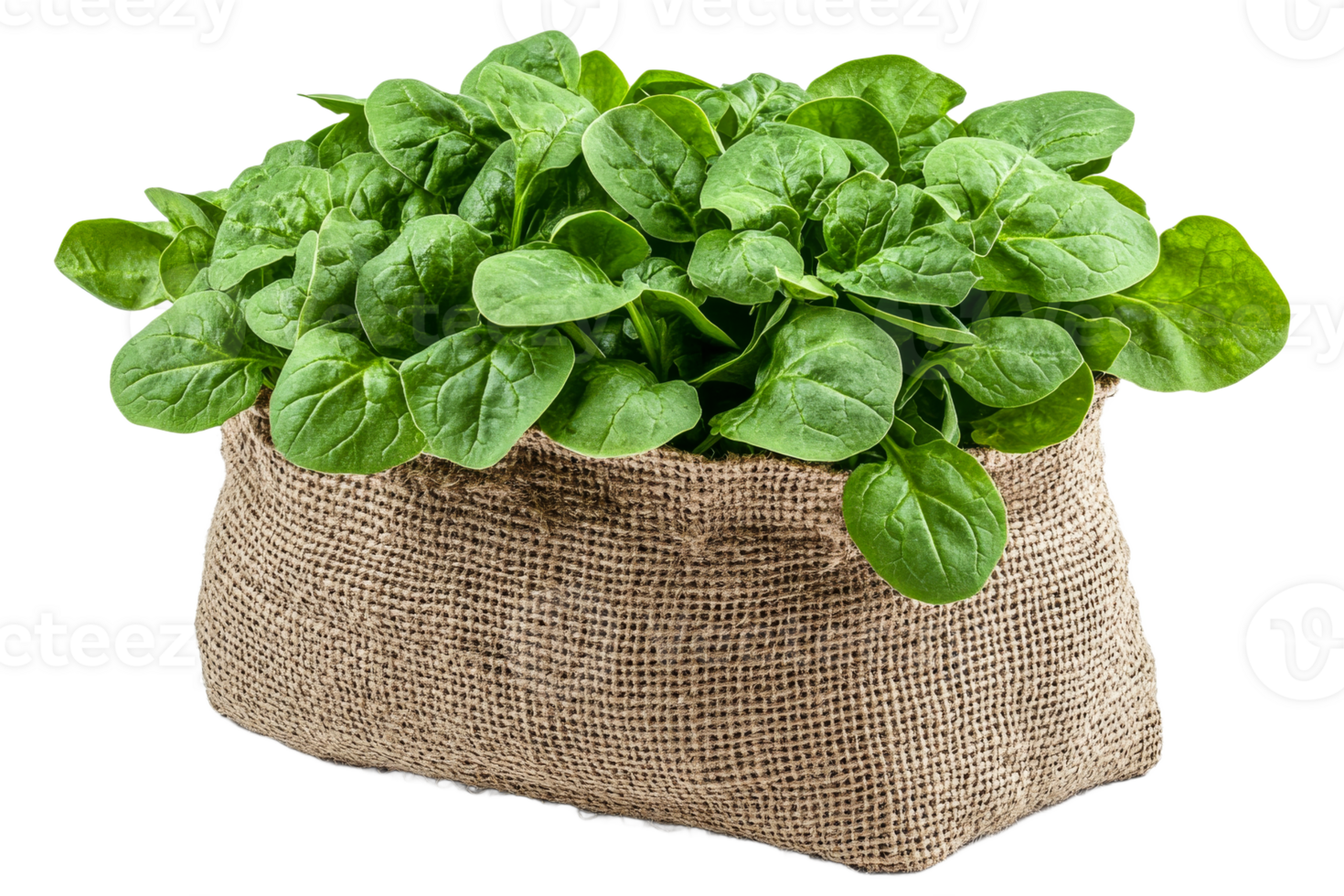 Fresh spinach in a burlap sack on a transparent background png