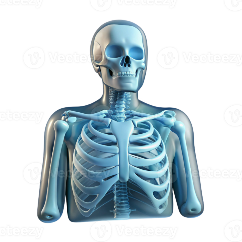 elegant modern Medical Imaging X Ray Scan Transparent Cutout original png