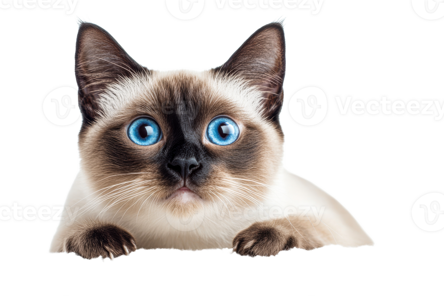 Adorable Siamese Cat with Bright Blue Eyes png