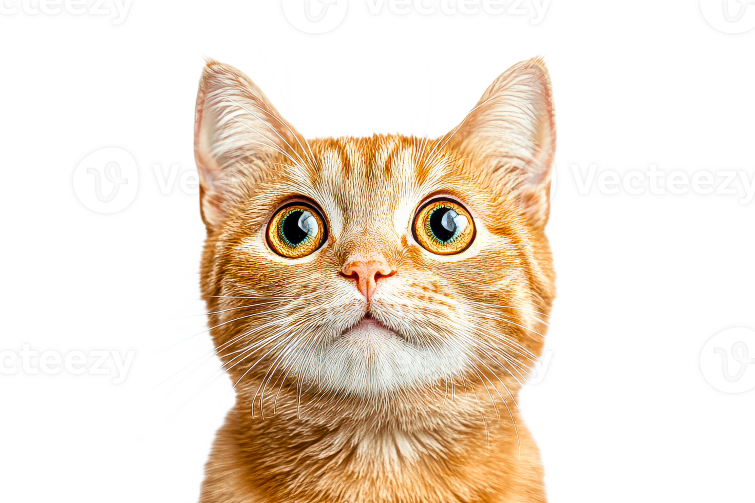 Cute orange cat with big eyes looking directly at viewer png