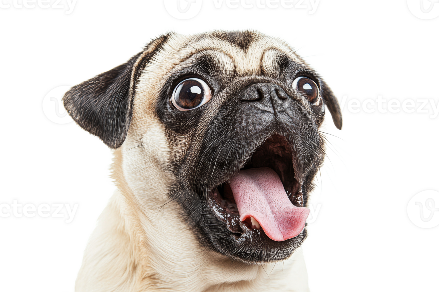 Excited pug with open mouth and wide eyes png